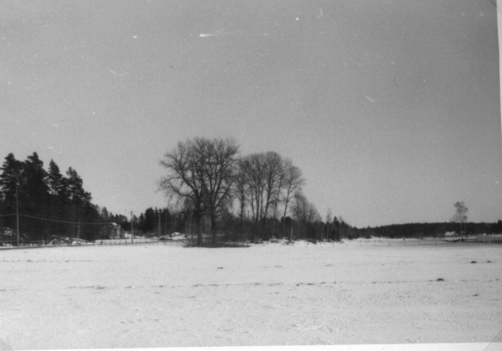 109. Markdals popplar. 1960. Ur familjen Börjemalms arkiv.
© familjen Börjemalm.