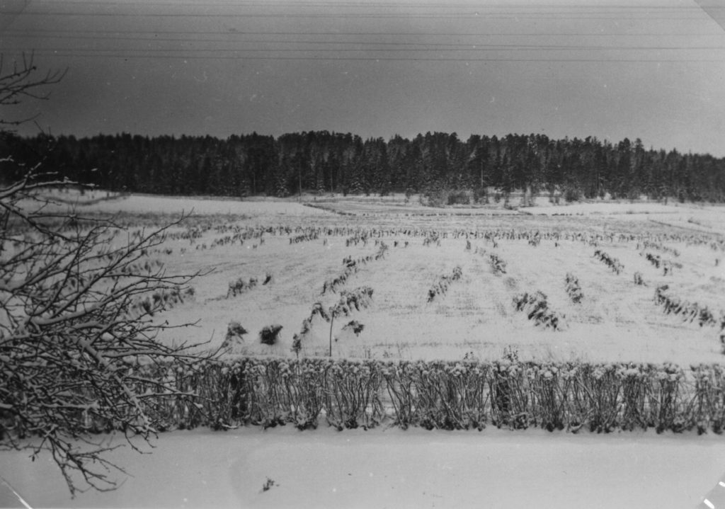 073. Utsikt från lärarbostaden 5 november 1952. Ur familjen Börjemalms arkiv.
© familjen Börjemalm.