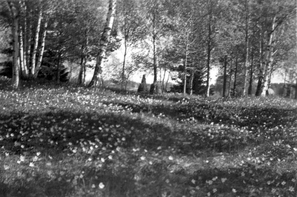 145. Församlingshustomten Bergby 1958.
Ur familjen Börjemalms arkiv.
© familjen Börjemalm.