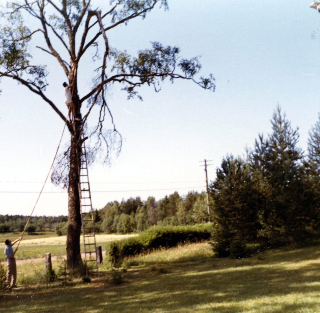 148. Sågning av bruten björkgren 1970. 
Ur familjen Börjemalms arkiv.
© familjen Börjemalm.