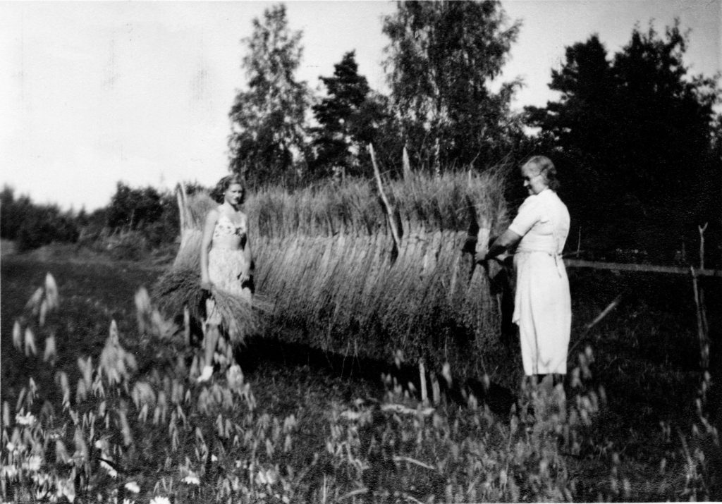 Linhässja på Västerkulla