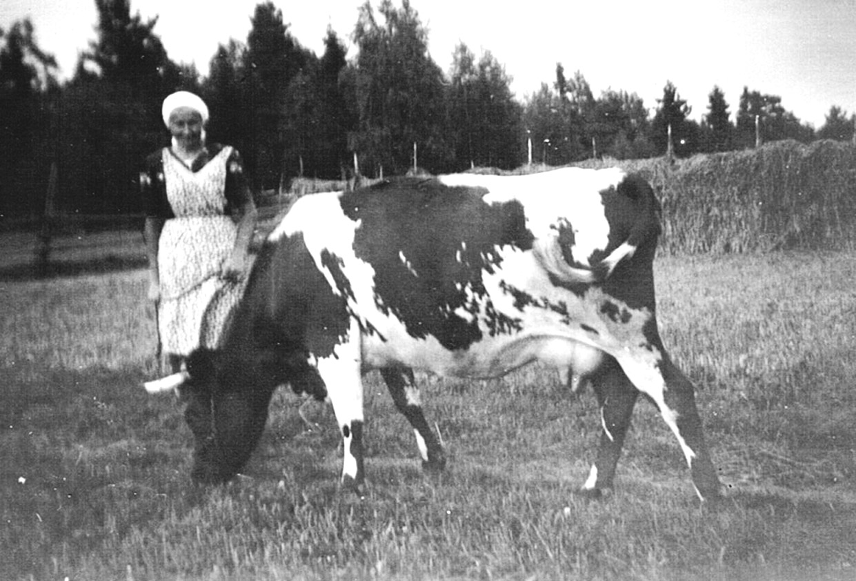 Gunhild från Byängen i Norrby med sin ena ko.