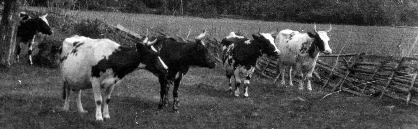 Mjölkkor med horn i betad hage inhägnad av traditionell gärdesgård i mitten av 1900-talet.